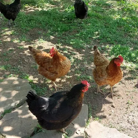 Daire Country 20 Min From Trikala *