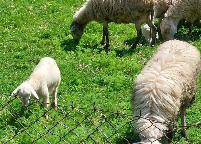 Country 20 Min From Trikala * Genesi